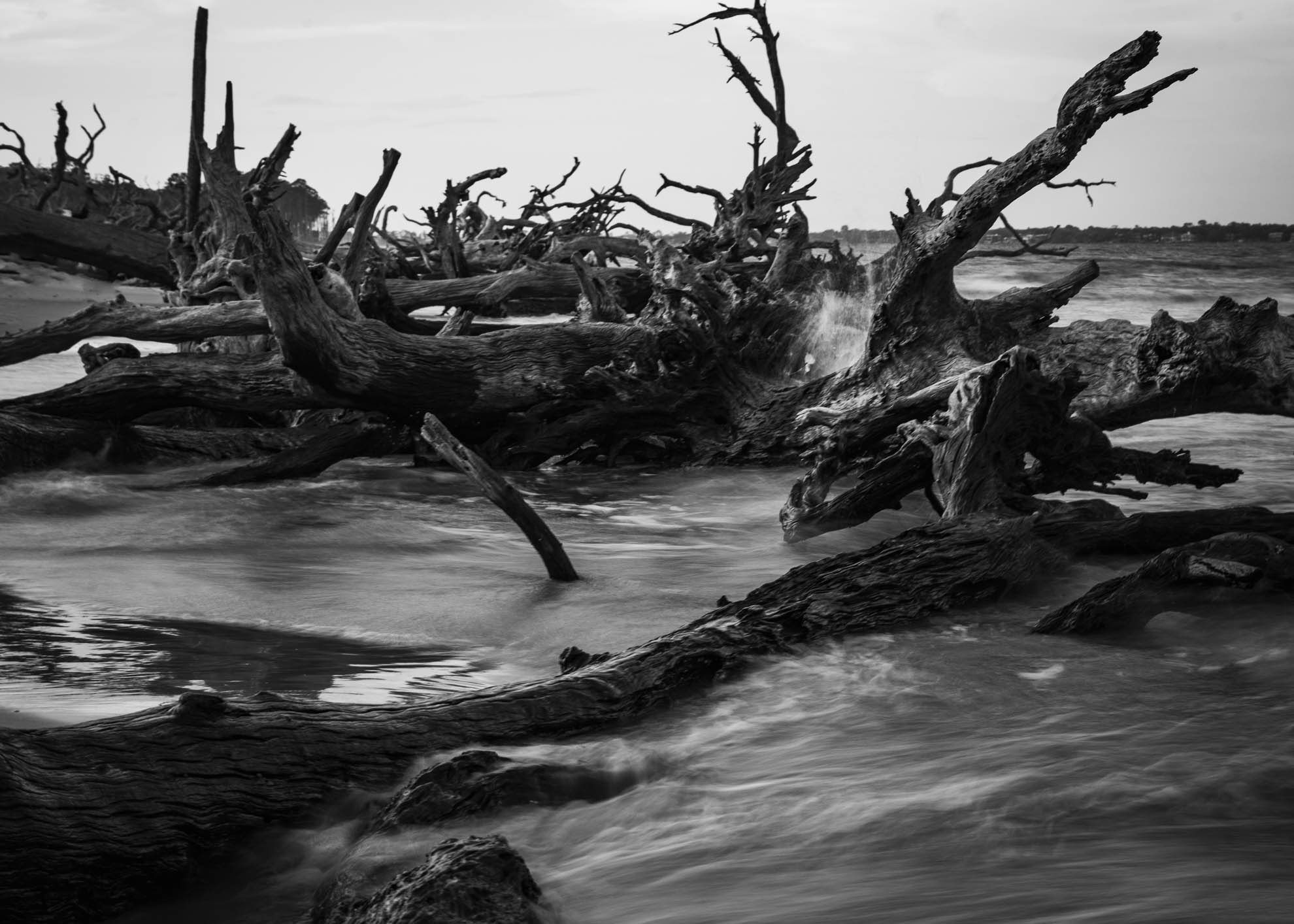 Driftwood — DSC06793