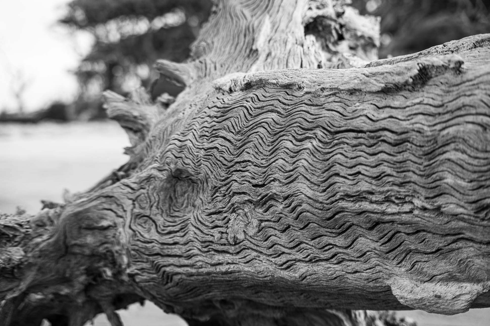 Driftwood — DSC06799