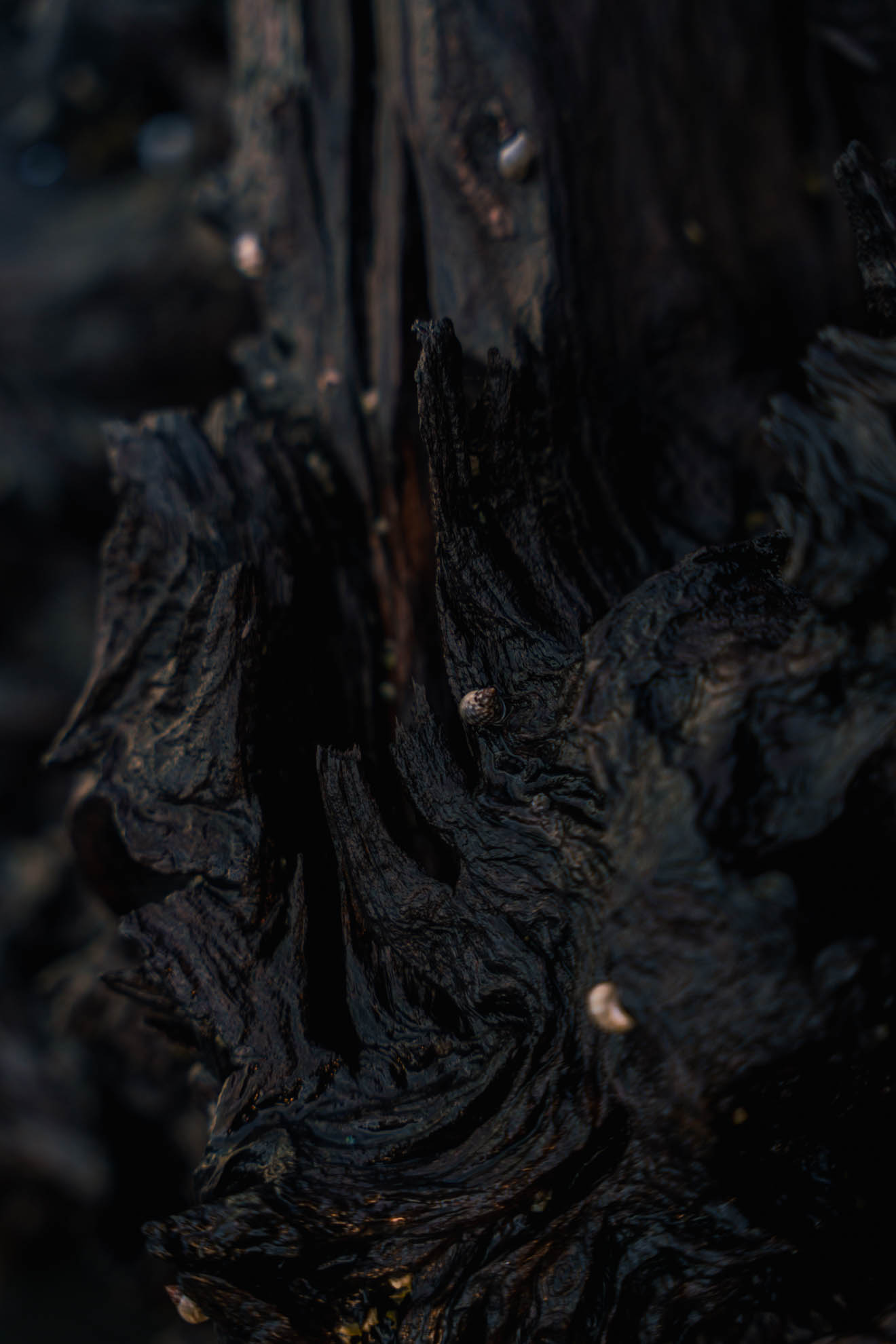 Driftwood — DSC06857