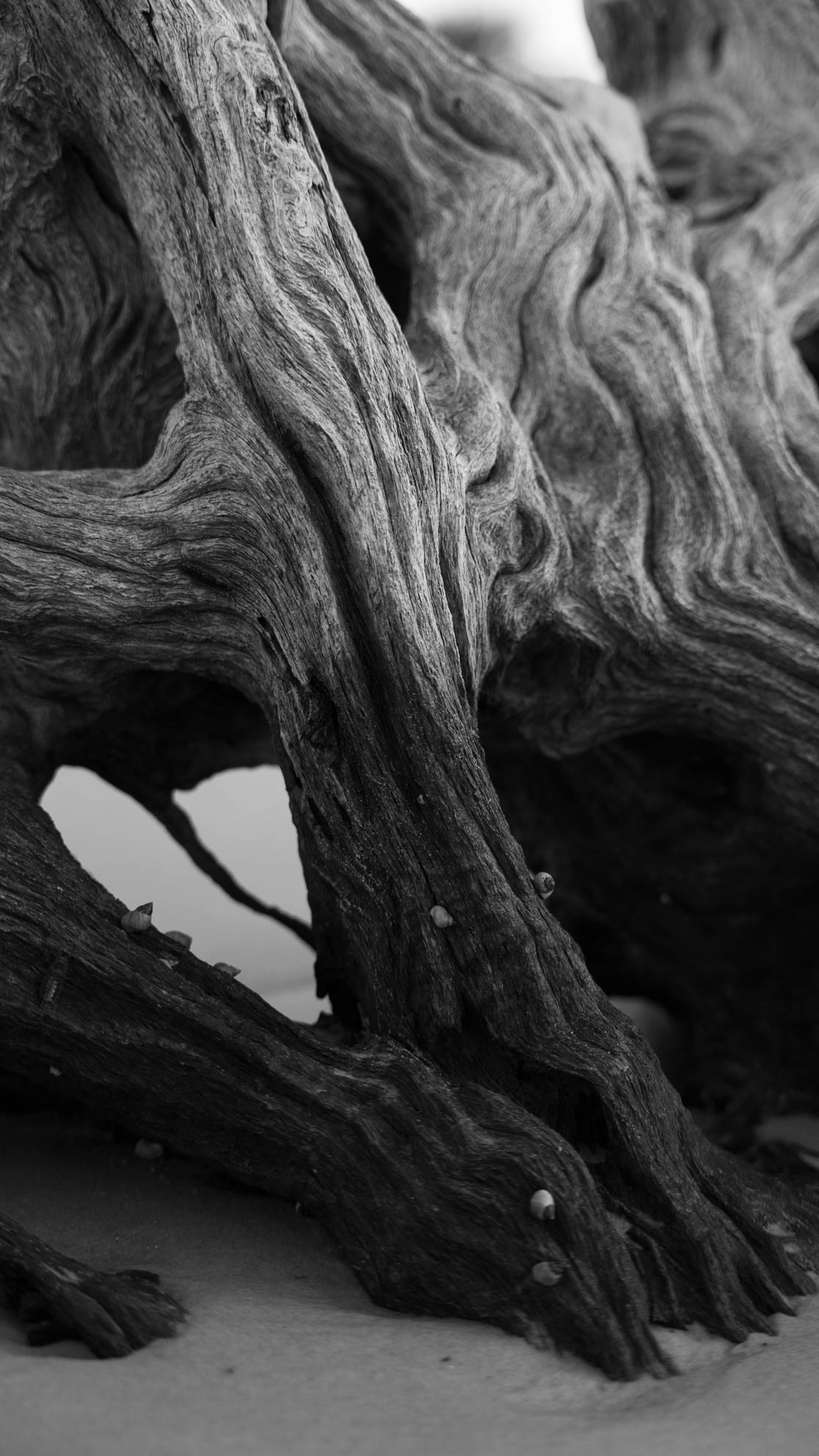 Driftwood — DSC06897