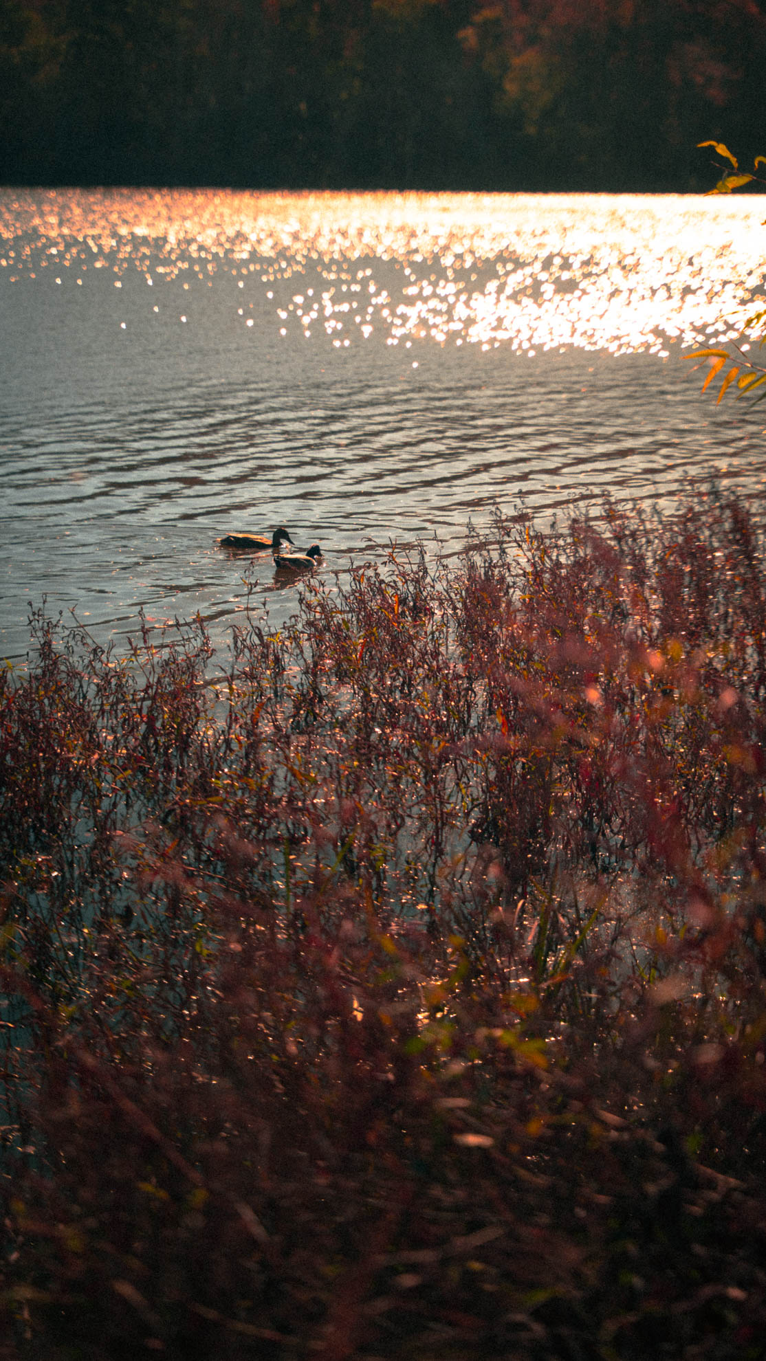 Landscapes — DSC02748