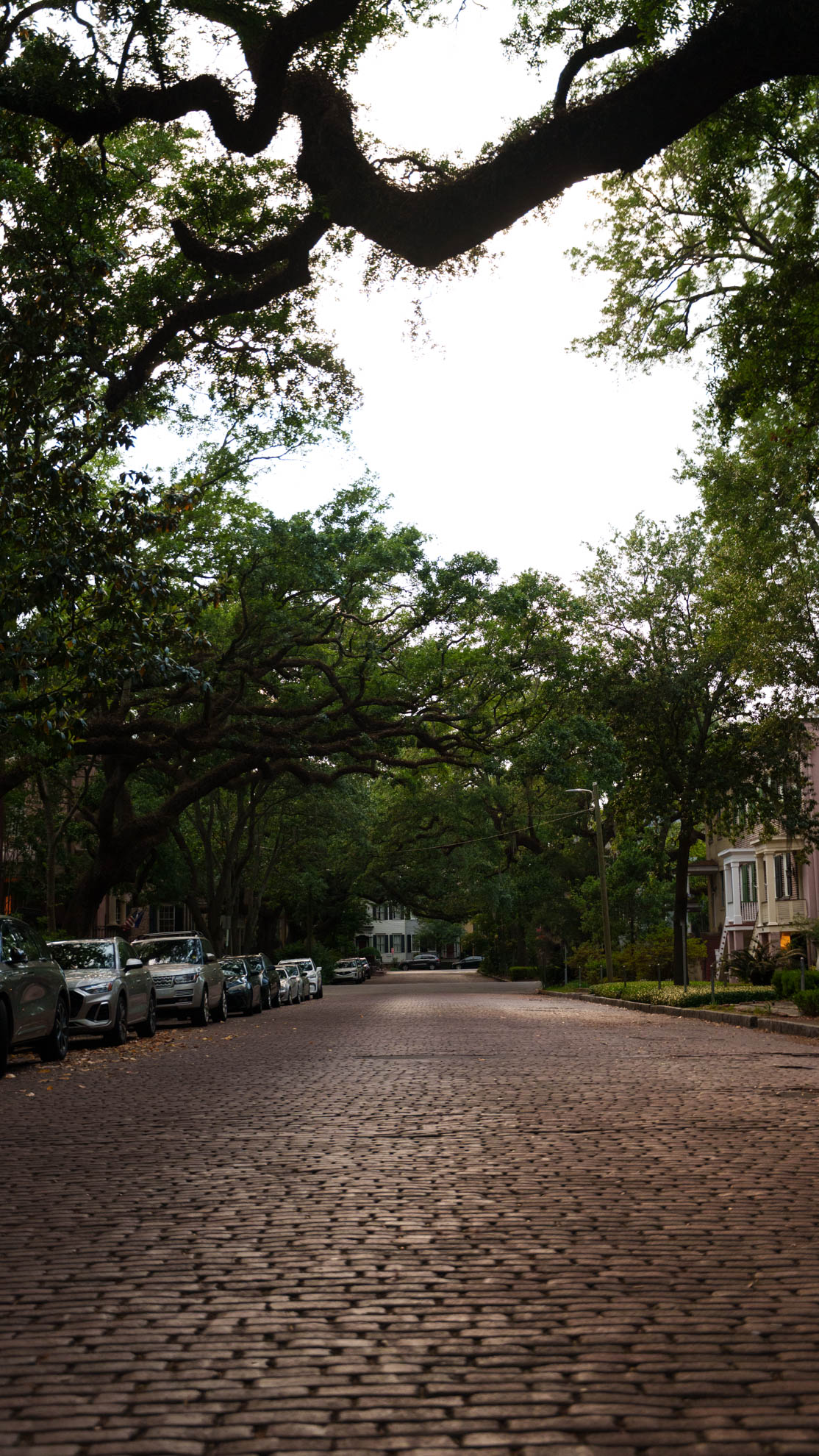 Savannah — DSC03794