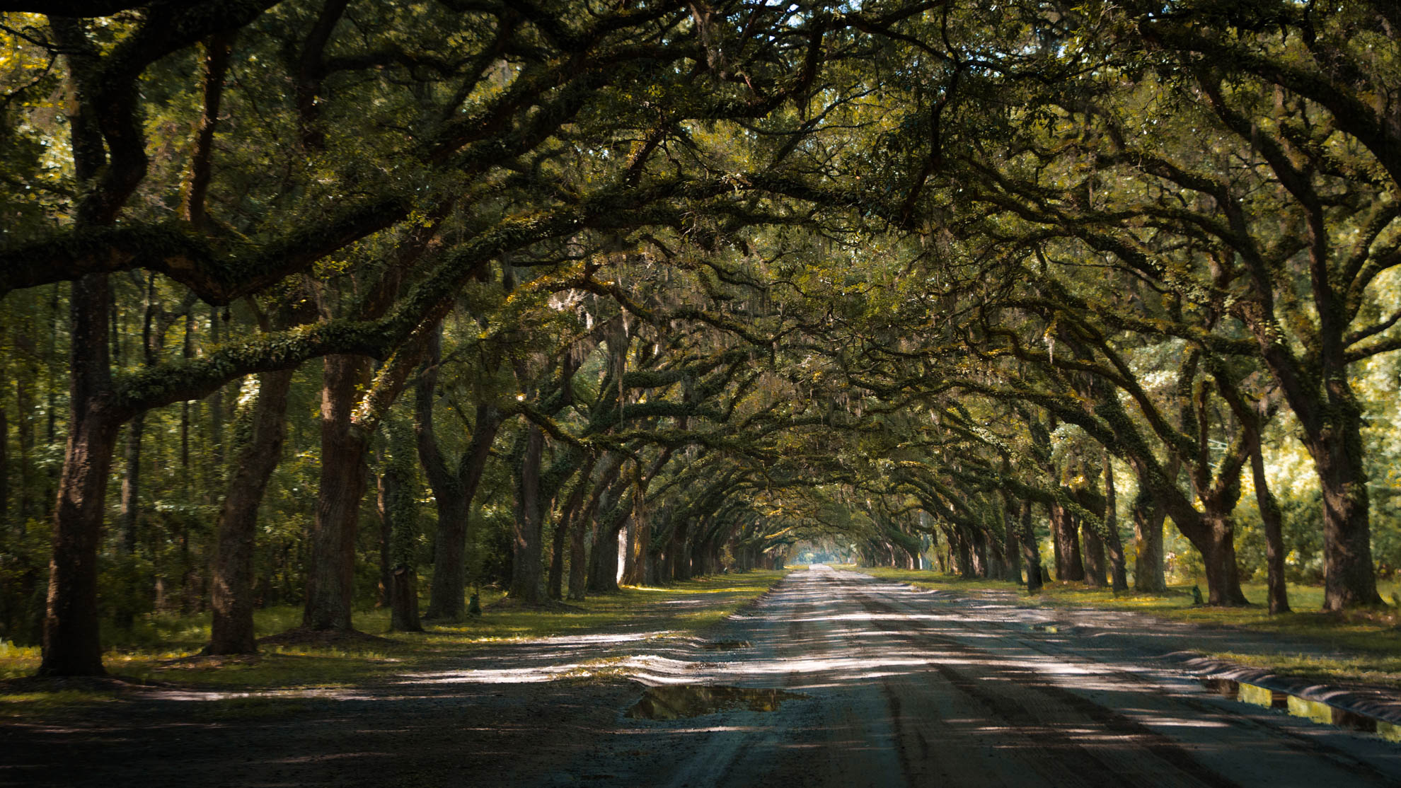 Savannah — DSC03905