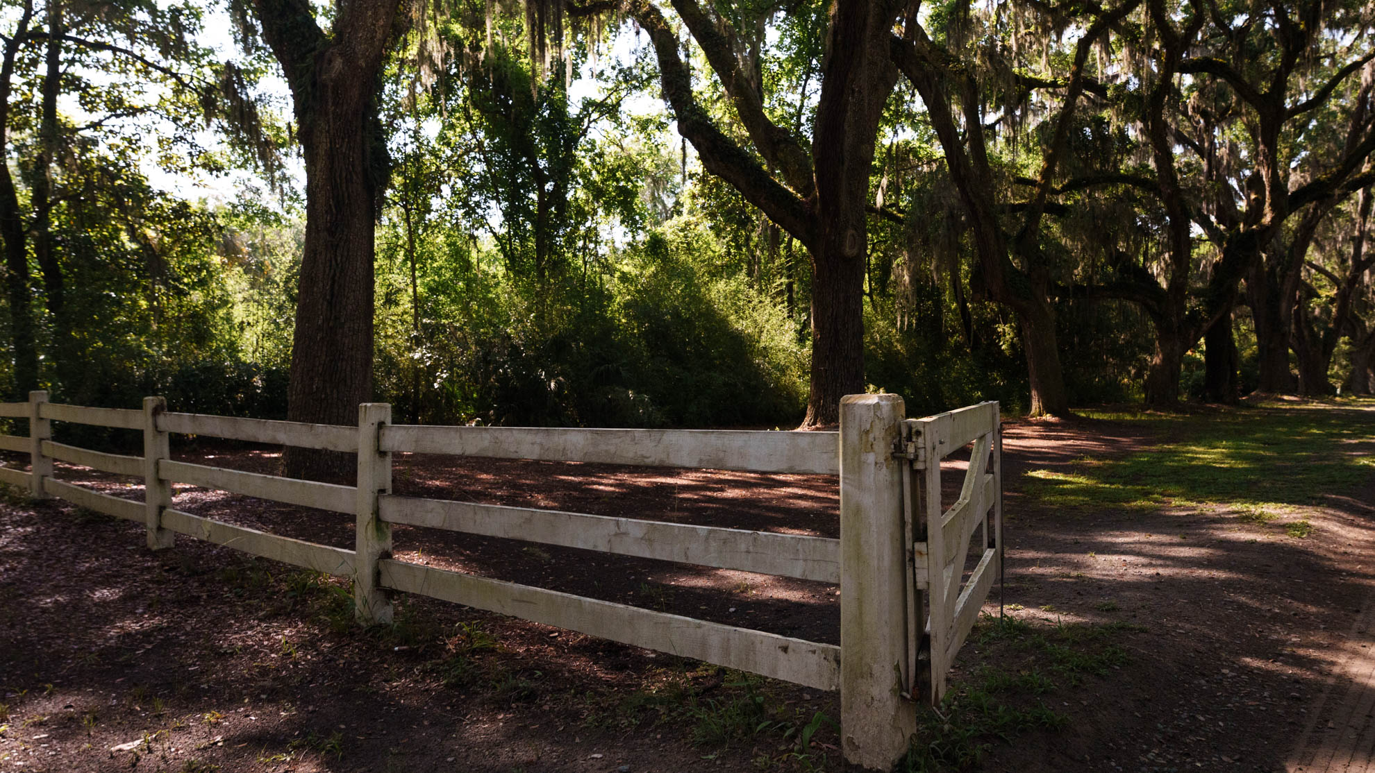 Savannah — DSC03982