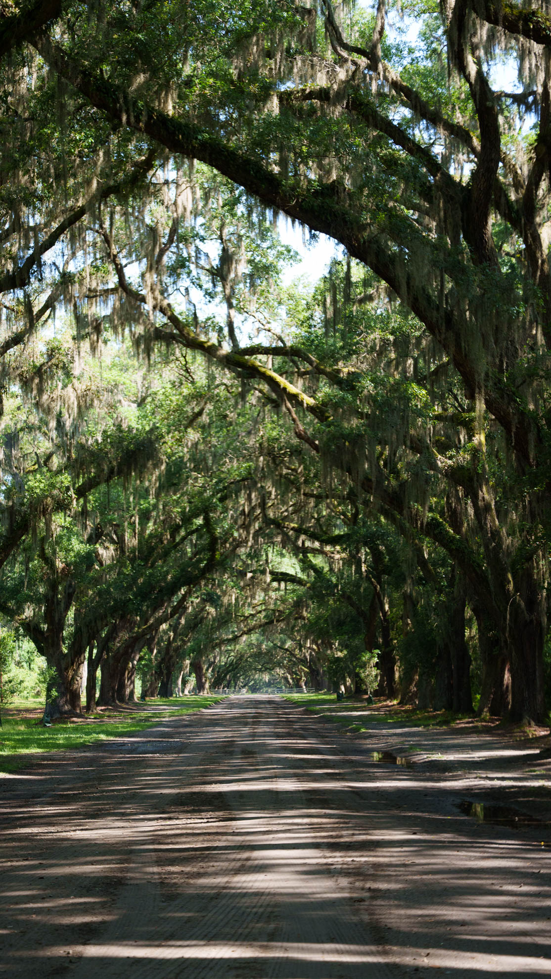 Savannah — DSC03989