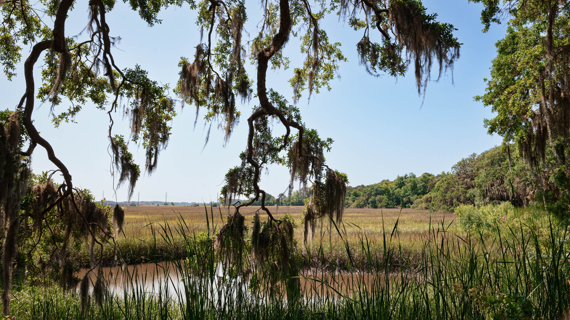 Savannah — DSC04016