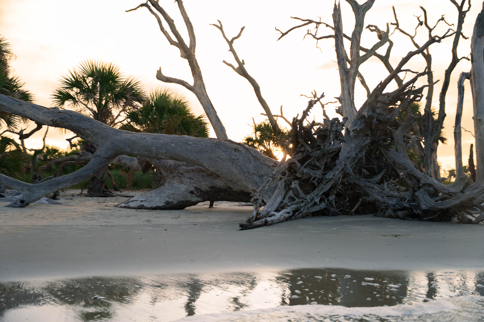 Driftwood on the beach at dawn, still water reflection