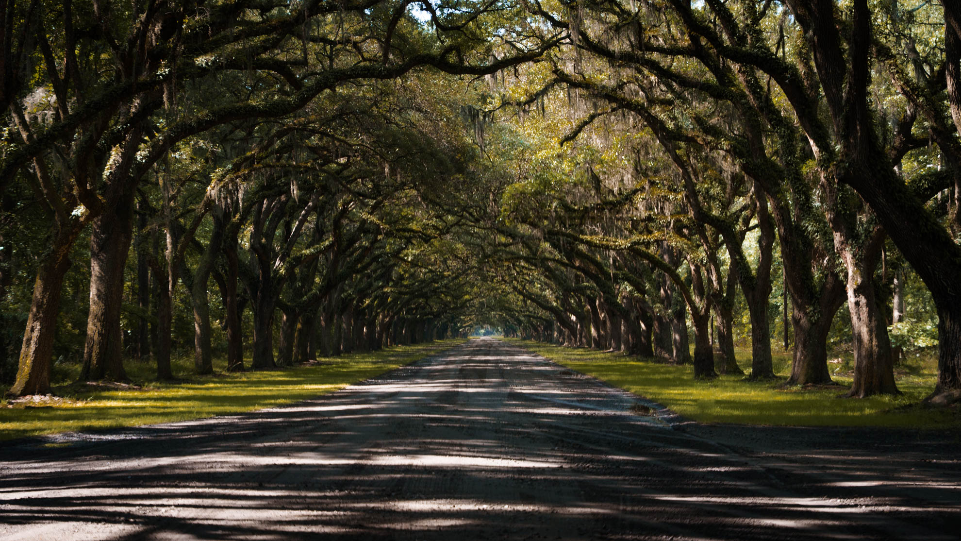 Avenue of live oaks draped in Spanish moss