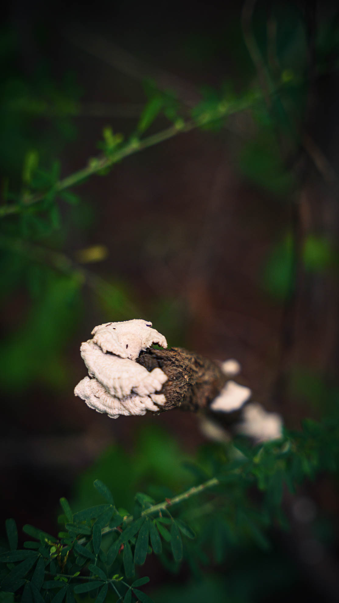 Wildlife — DSC02004