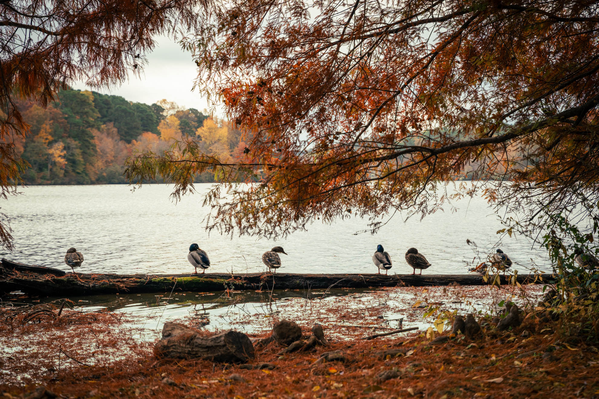 Wildlife — DSC02618