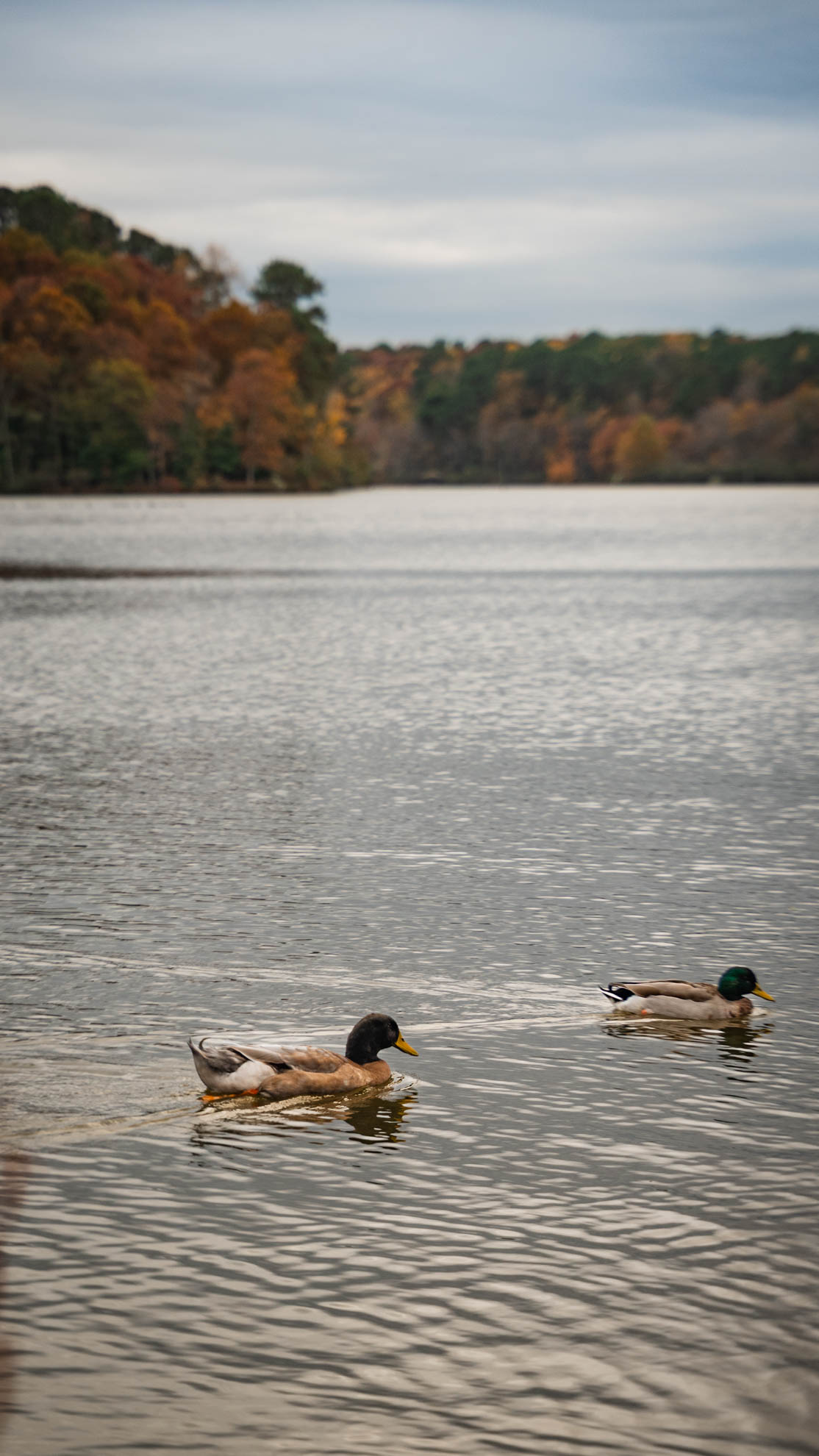 Wildlife — DSC02685